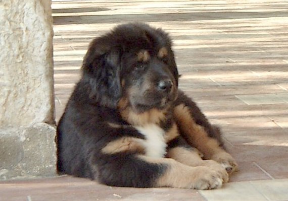 Mystic mountaiN Thorgal
