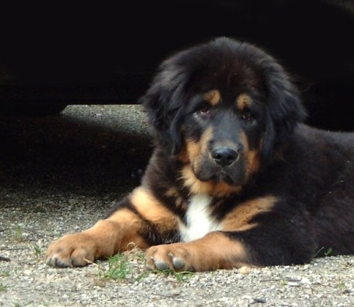 Mystic mountaiN Thorgal