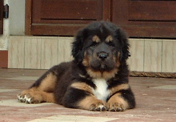 Mystic mountaiN Thorgal