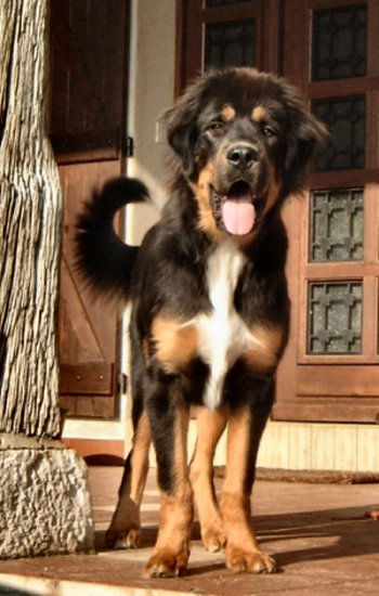 Mystic mountaiN Thorgal
