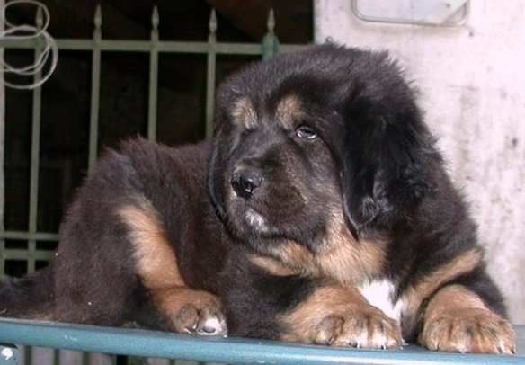 Mystic mountaiN Thorgal